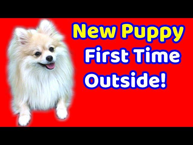 How to Socialize a Puppy Before Vaccinations/New Puppy go Outside for the First Time/Dog Training101