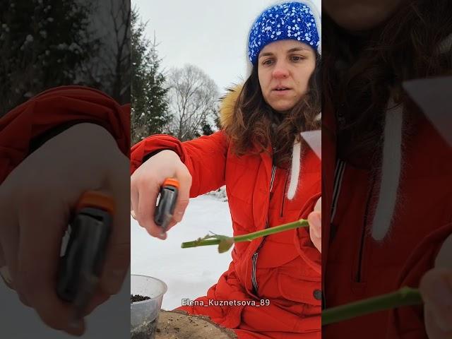 Зимнее черенкование #огород #дача #дачныеидеи #садоводство #всаду #цветы