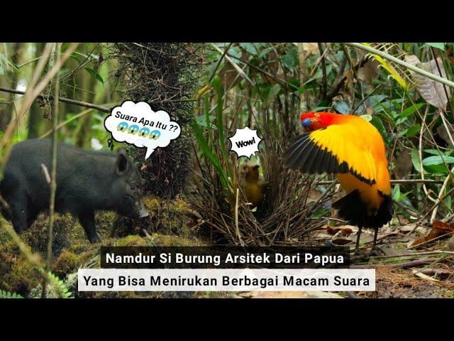 Namdur Burung Arsitek Dari Papua, Yang Bisa Menirukan Suara Anak Kecil