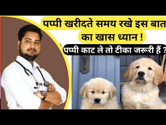 क्या पप्पी काट ले तो रेबीज होगी | Puppy खरीदते समय रखे इस बात का खास ध्यान | पप्पी को टीका कब