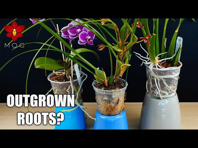 Orchid roots growing outside of the pot! - What I do when repotting