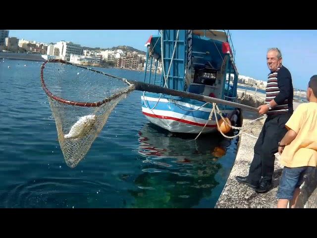 Malta Fishing - Salema Porgy ( Sarpa Salpa )