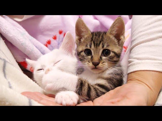 Kittens relaxing together on mommy's lap