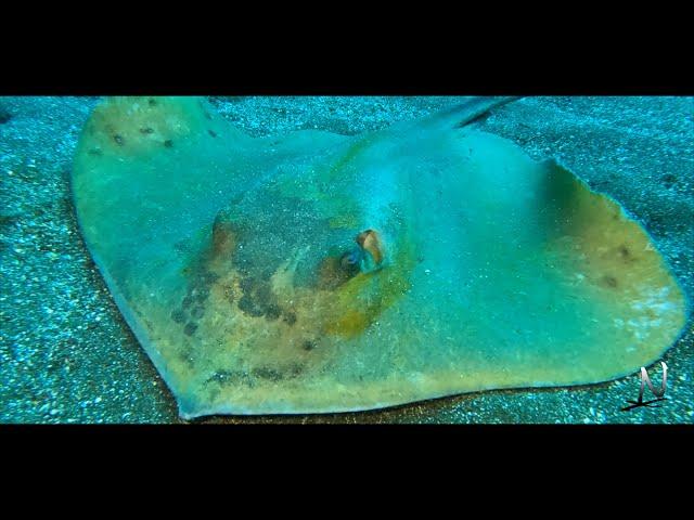 Buceo en Radazul, Tenerife