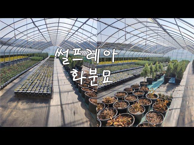 상담문의 : 010-3602-4106, [썰프레아 화분묘] #썰프레아 #화분묘