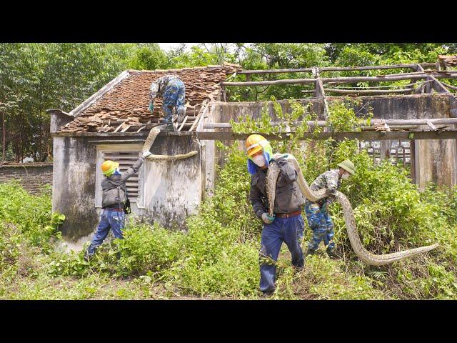 Terrible - Scared | A Giant Python Protected Abandoned House - Take it Out Of The Roof | Clean Up