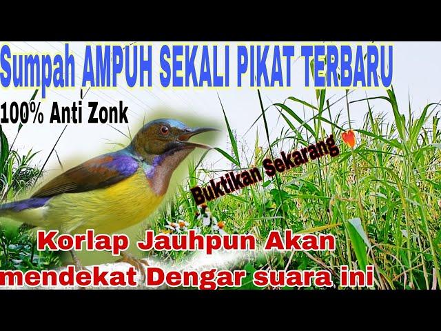 AMPUH️‍!!Suara Pikat Burung Kolibri Kelapa/Kolibri Manggar  Anti Zonk Anti Gagal @ObonKuy123