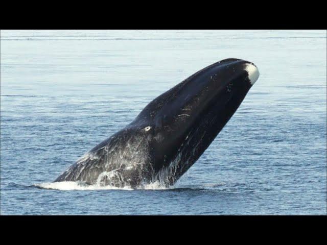 Facts: The Bowhead Whale