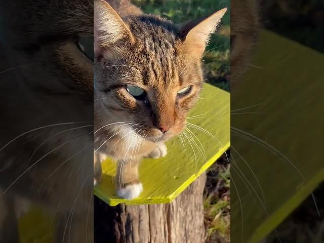 Our Big Ass Cat living his BEST Life! #cat #catlover #shorts