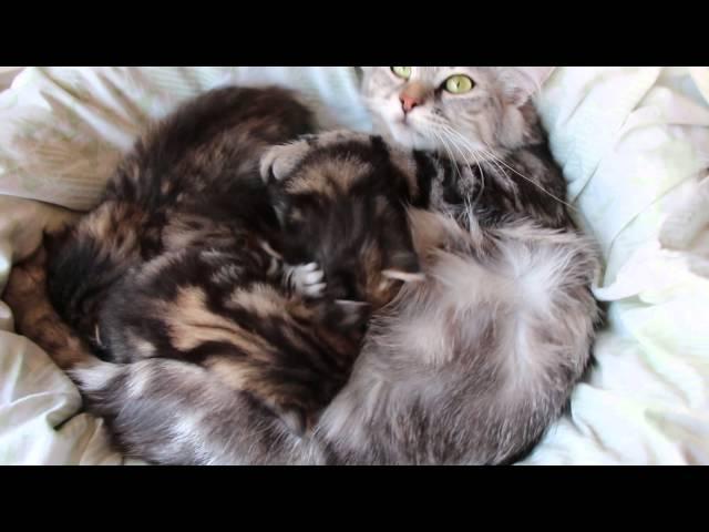 Siberian kittens 3 weeks - Amante's Y litter -