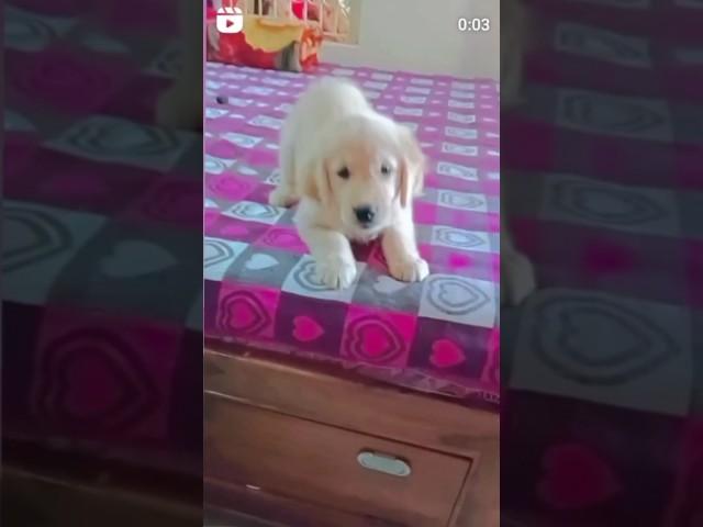 When she was 2 months old #shortsfeed #shortsviral #youtubeshorts #cute #goldenretriever #asvlog