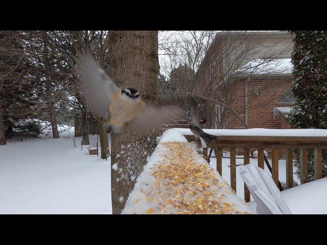 Backyard Winter Birds  in Southern Ontario 3 (CAT TV)