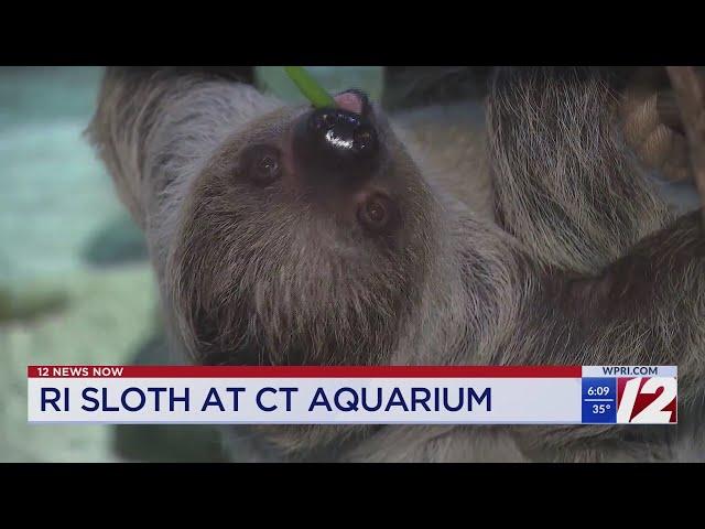 Roger Williams Park Zoo sloth moves to Connecticut aquarium