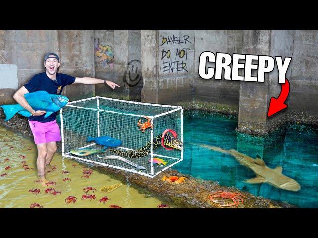 24 HOUR Fish Trap in CREEPY TIDE POOL Catches Wild FISH!