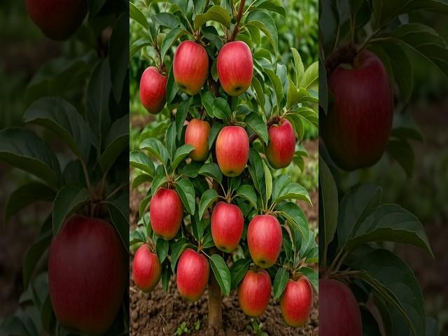 The Best Way to Grow Apples in Your Backyard