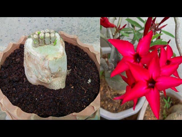 Adenium Plant Multiple Grafting For Biggners | Desert Rose Plant