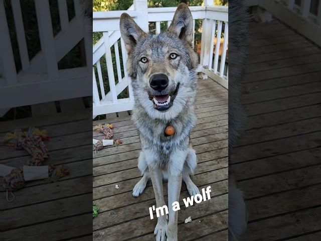 The Difference Between a Wolf and a Dog! #wolfdog #wolfpup #petwolf