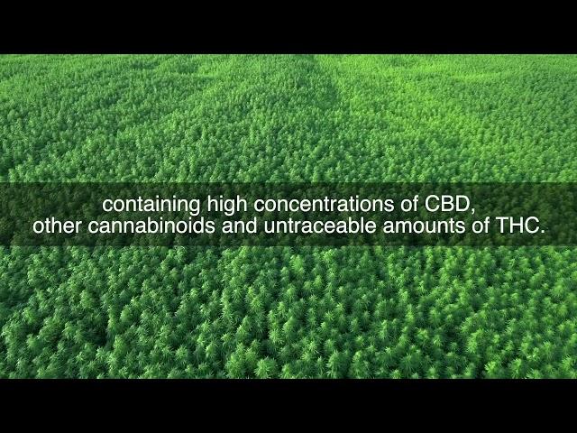 Does Endoca CBD Oil / Hemp Oil contain THC?