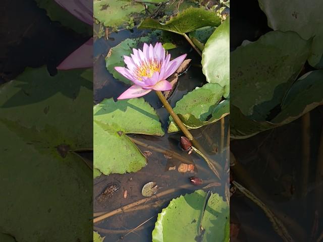 Water lily flower blooming phases