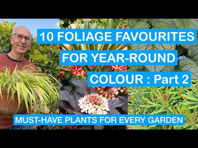 10 FOLIAGE FAVOURITES FOR YEAR-ROUND COLOUR – Part 2: MUST-HAVE PLANTS FOR EVERY PATIO & GARDEN