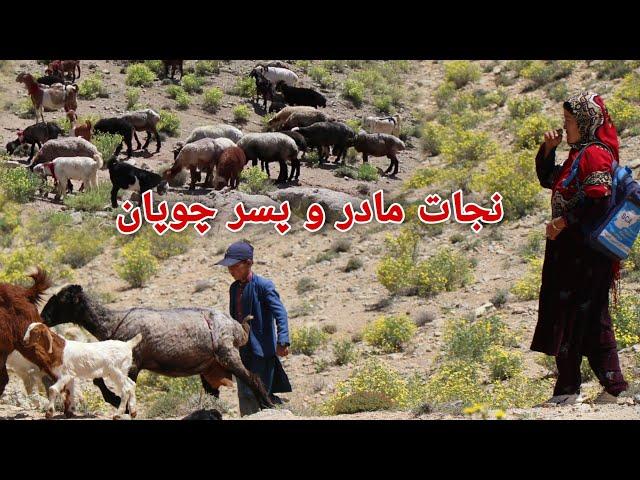 نجات مادر و پسر دایکندی از چوپانی در جاغوری | مکتب به جای چوپانی