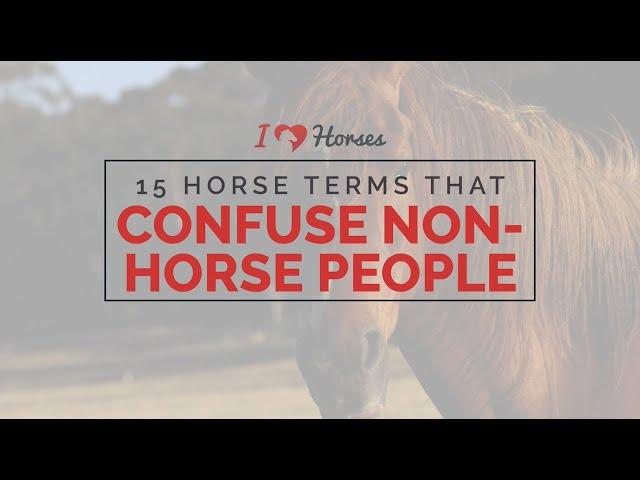 15 Horse Terms That Really Confuse Non Horse People