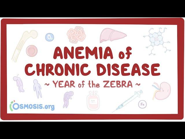 Anemia of chronic disease (Year of the Zebra)