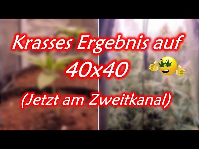 Grow Report | 40x40 Growbox | Krasser Ertrag | Caluma Force LED 75W | 4 Pflanzen