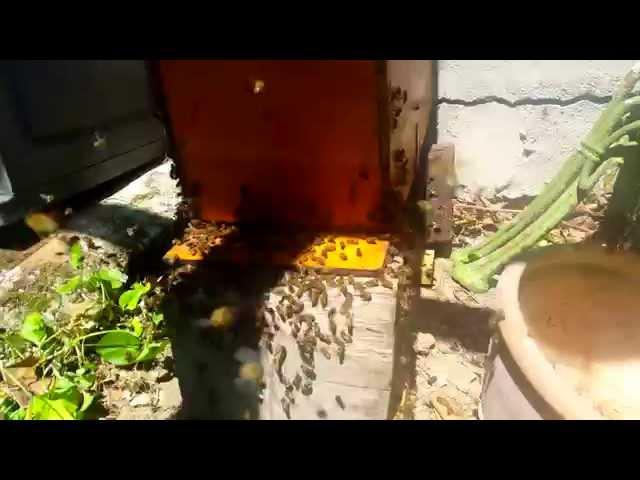 Attirer et piéger essaim d'abeilles