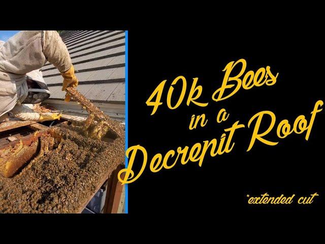 We Rescued 40k Bees In A Roof That Was Falling Apart  *Extended Cut*