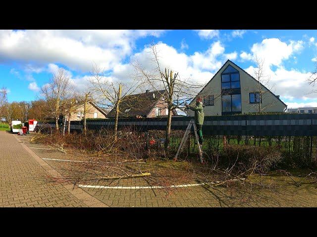 SATISFYING Pruning TALL Trees and SHREDDING With a Small Wood Chipper