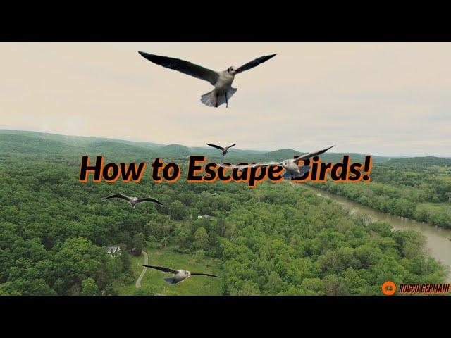 What to do when BIRDS ATTACK!! | 3 ways to get your drone to SAFETY!