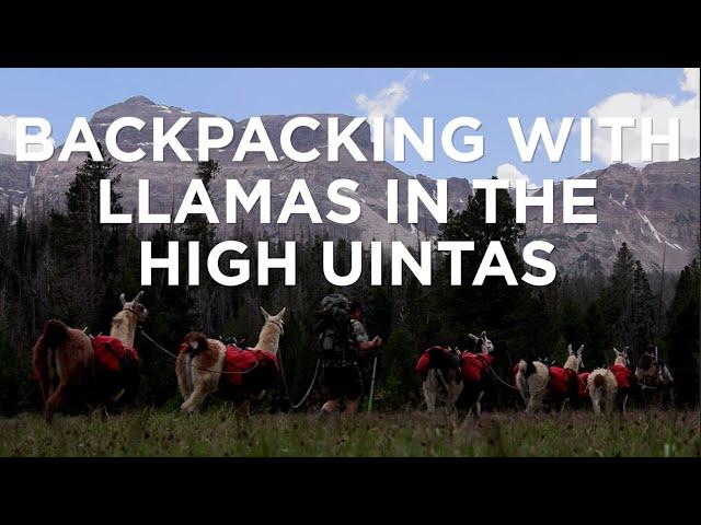 Backpacking and Fishing with Llamas in Utah's Uinta Mountains