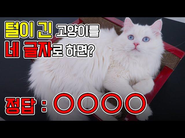 What Is A Cat With Long Hair In Four Letters? (ENG SUB)