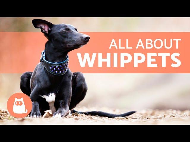 WHIPPET Dog Breed  | Characteristics, Care and Health 