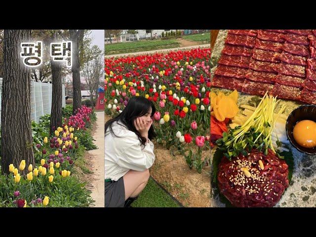 [은지vlog] 먹고 먹었던 평택 브이로그 | 역전육회 | 농업생태원