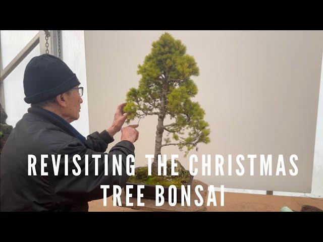 Revisiting the Christmas Tree Bonsai after 3 years