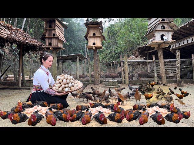 Zon sells wild chickens, vang hoa, king kong amazon