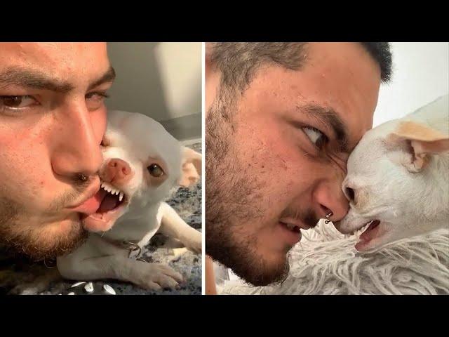 OMG! Funny & Angry Chihuahua Videos - Try Not To Laugh | Cool Pets