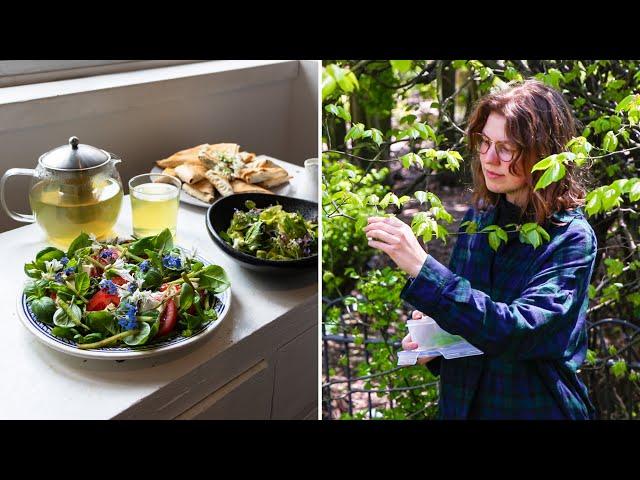 FORAGING A BIG WILD FEAST | eating the seeds of the oldest English Elm tree in the world