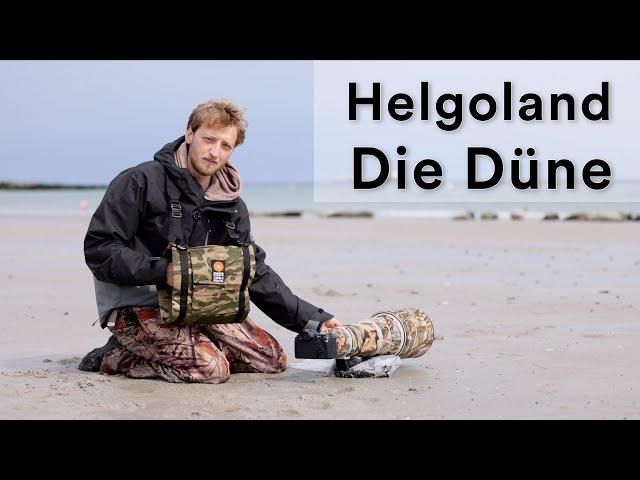 Tierfotografie auf der Düne von Helgoland - Tipps und Tricks