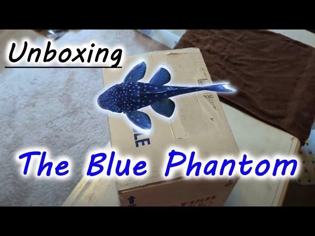 Unboxing the BLUE PHANTOM PLECO!