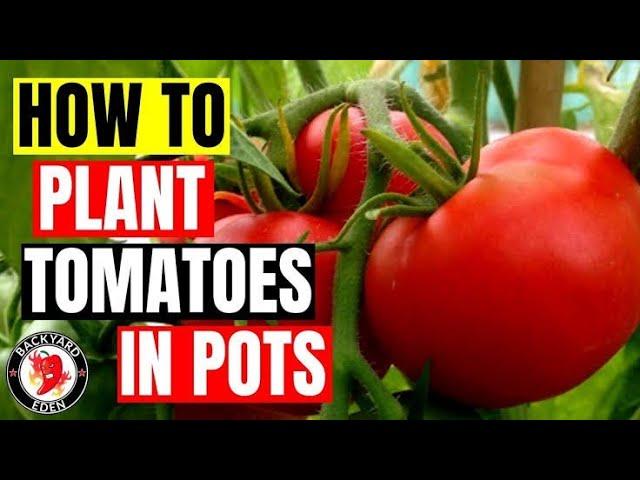 HOW TO GROW TOMATO PLANTS ON POTS #tomato