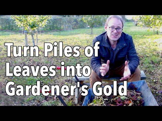 How to Make Leaf Mold: Turn Fallen leaves into gardener's gold