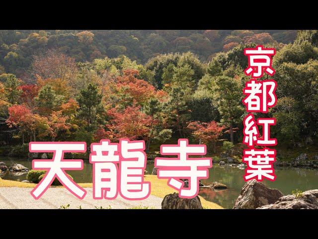 【京都紅葉】世界遺産天龍寺の紅葉