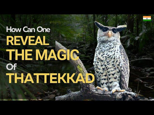 How Can You Reveal The Magic Of Thattekkad in Kerala? I Owls, Loris and More!