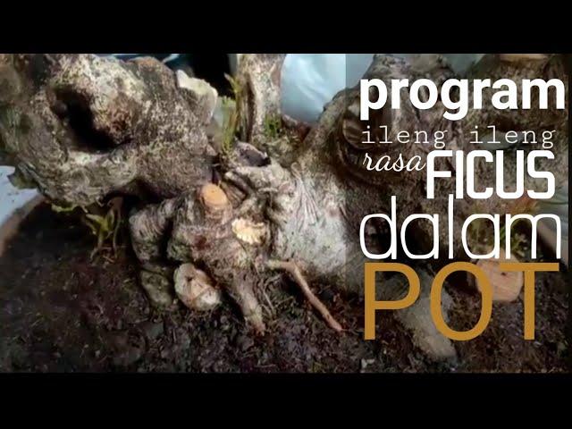 Cara merawat bonsai ileng ileng program di dalam pot