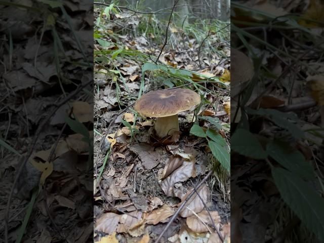 Boletus edulis | Porcini mushroom #pilze #porcinimushrooms #mushroom #boletus #grzyby #гриби #fungi