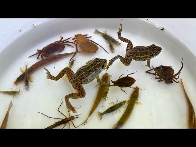 Fish traps, capture and observation in Japanese rivers. Frogs, fish and aquatic insects.