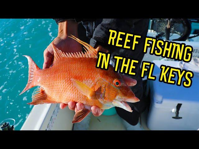 Reef Fishing in the FL Keys + Shark Jumps in Boat?! {Catch, Clean, Cook}